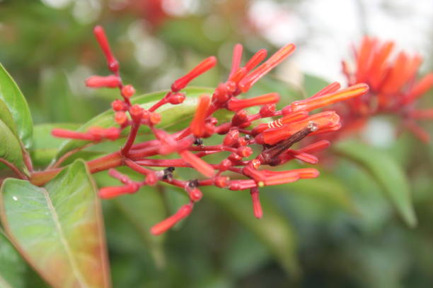 istock A picture of flower with selective focus 1353021603