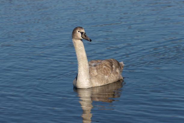 Young gray swan swimming on a lake