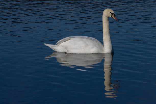 istock White mute swan swimming on a lake with symmetrical reflection 1353021894