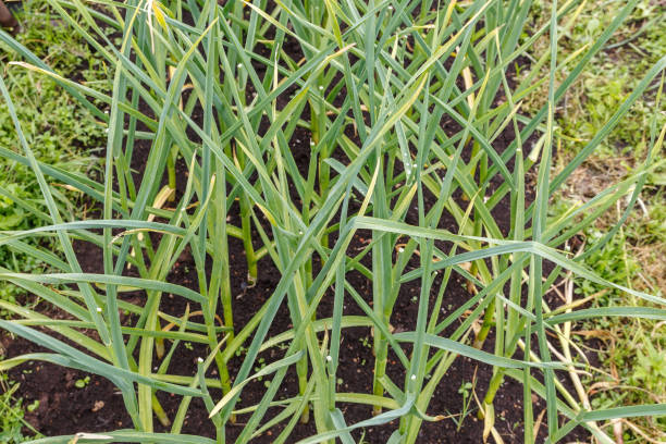 istock green garlic in the garden 1353023536