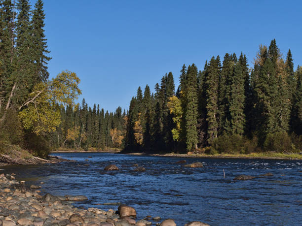 Beautiful view of Bowron River near Yellowhead Highway (16) west of Prince George, British Columbia, Canada on sunny day in autumn season. Beautiful view of Bowron River near Yellowhead Highway (16) west of Prince George, British Columbia, Canada on sunny day in autumn season with rocks in the water and colorful trees. prince george photos stock pictures, royalty-free photos & images
