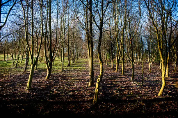 Trees planted and growing in uniform rows, England, UK.