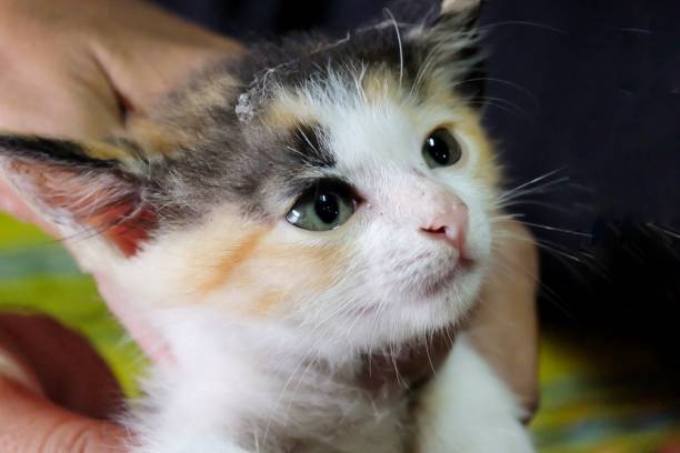 istock In selective focus a triple colored kitty on a female hand with dark background 1353024869