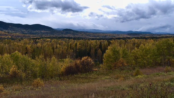 Autumn landscape with forest of yellow colored trees in Bulkley River valley near Yellowhead Highway (16) south of Smithers, British Columbia, Canada on cloudy day. Autumn landscape with forest of yellow colored trees in Bulkley River valley near Yellowhead Highway (16) south of Smithers, British Columbia, Canada on cloudy day with mountains in background. smithers british columbia stock pictures, royalty-free photos & images