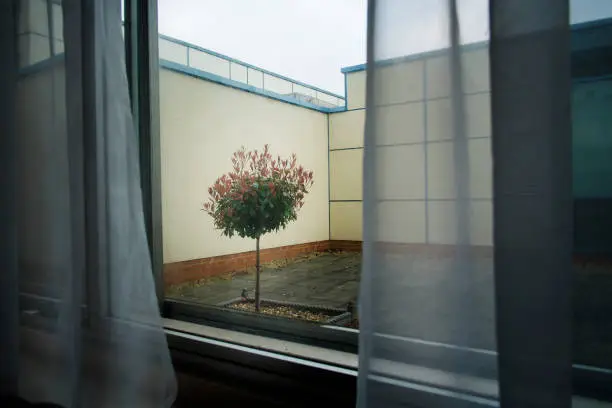 Solitary tree seen through a window, England, UK.