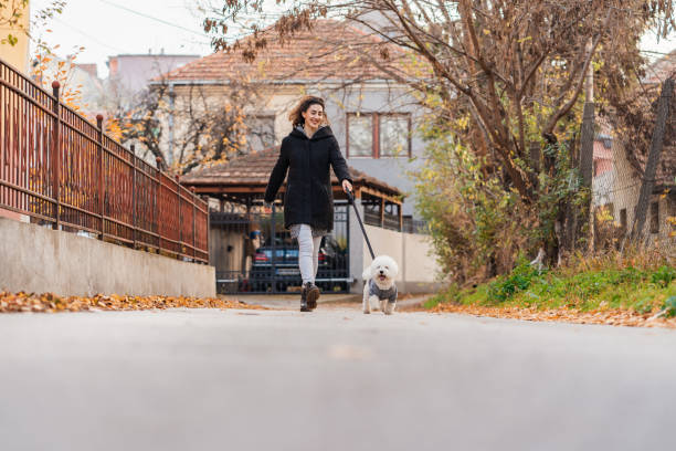 istock Caring woman walking her Bichon dog 1353026653