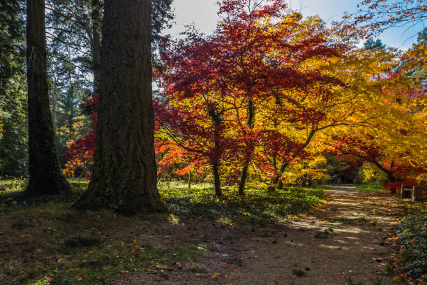 istock Autumn alley in the park 1353027717