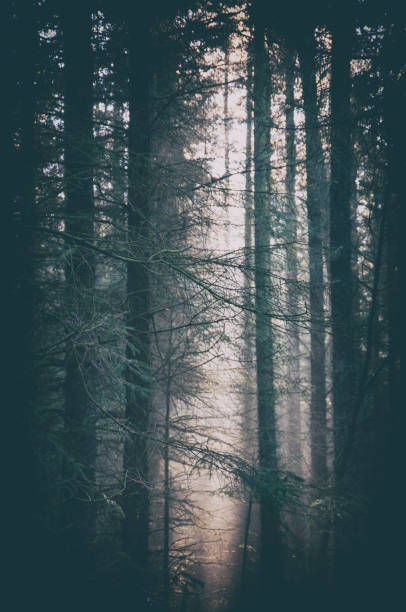istock Misty morning in the woods 1353027782