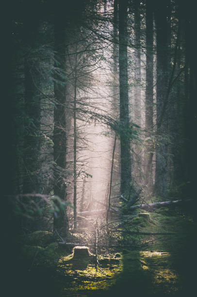 istock Misty morning in the woods 1353027822