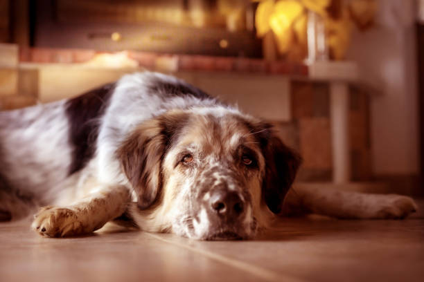 Cute, smiling mixed breed mongrel dog lies on owners bed taking sun baths, having relax