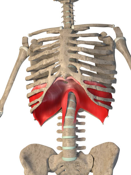 흰색 배경에 다이어프램 근육의 3d 그림 - sternum 뉴스 사진 이미지