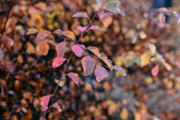 istock Morning autumn leaves 1353034000