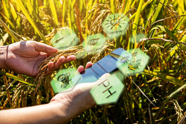 Farmer analyze rice yields with smartphone. stock photo