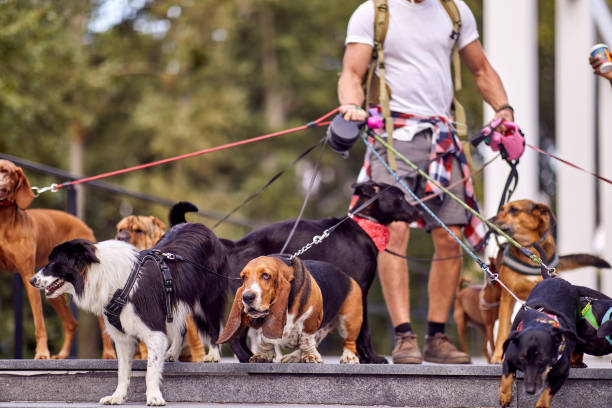 istock Young male dog walker working; Dog walker lifestyle 1353035918