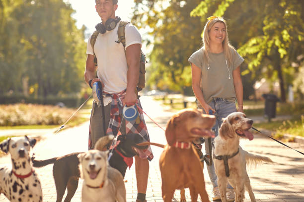 istock professional walkers dog enjoying in walk with dogs 1353036230