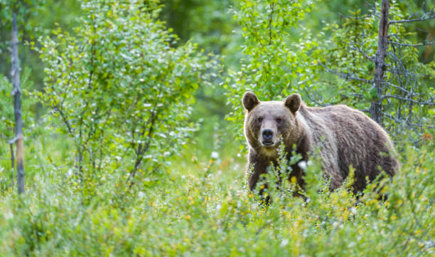 istock People of the forest 1353036453