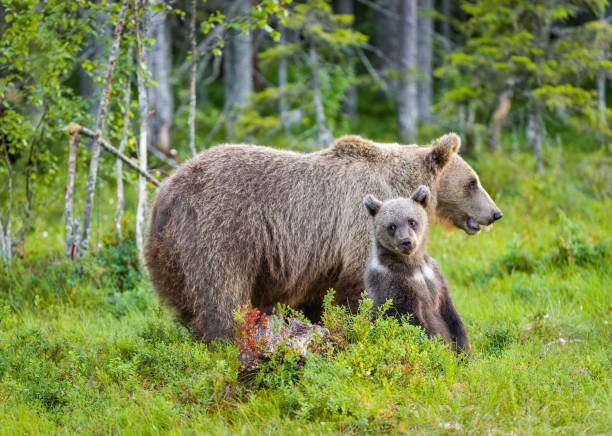 istock People of the forest 1353037055