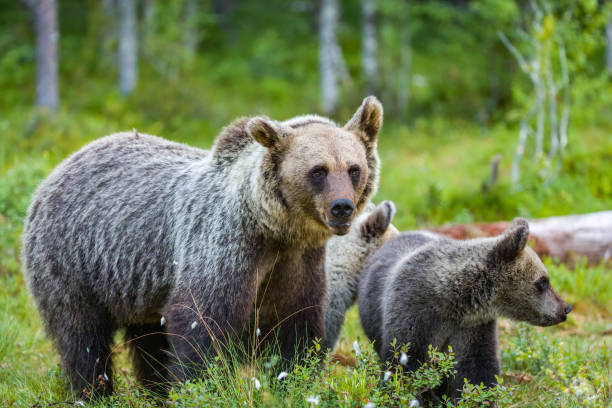 istock People of the forest 1353037088