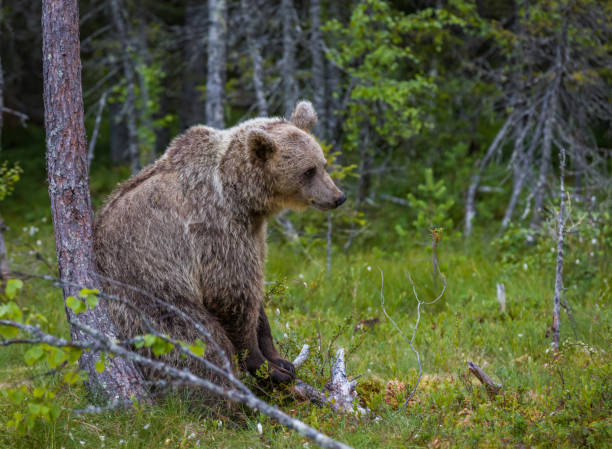 istock People of the forest 1353037602
