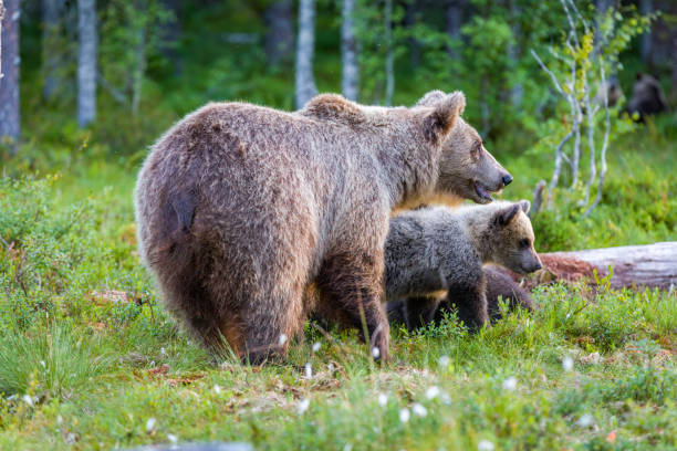 istock People of the forest 1353037608
