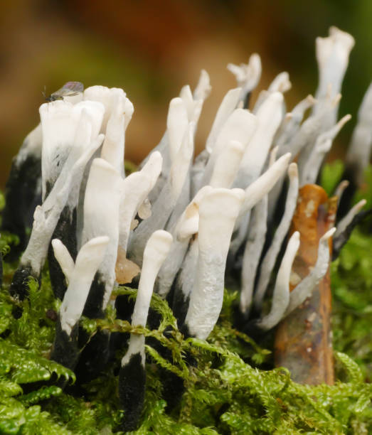 гриб подсвечника (xylaria hypoxylon) - xylaria стоковые фото и изображения