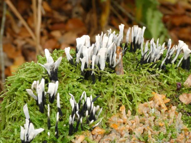 гриб подсвечника (xylaria hypoxylon) - xylaria стоковые фото и изображения