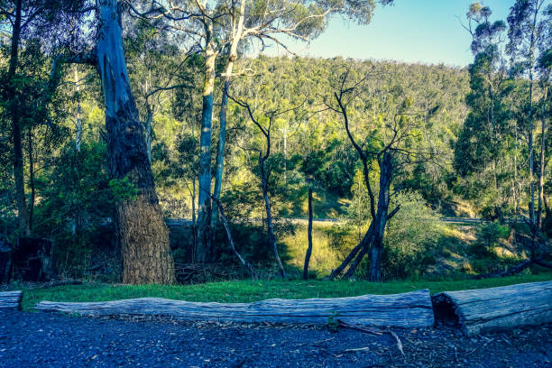 istock Fields and trees in beautiful sun in the outback of Australia. 1353038953