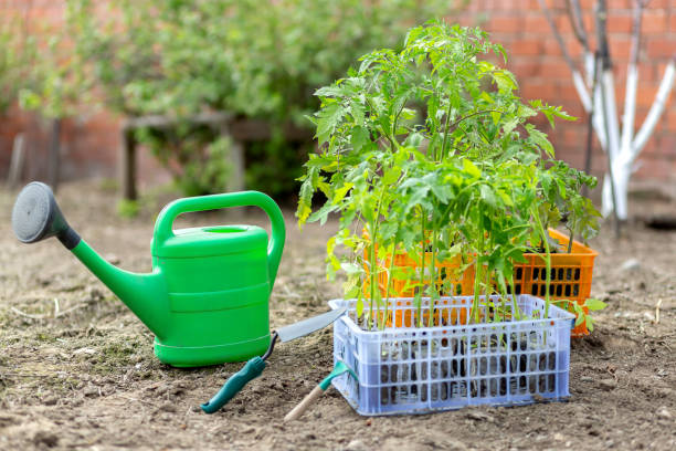 istock Tomato seedlings in plastic boxes stand on the site next to watering can and garden tools 1353039002