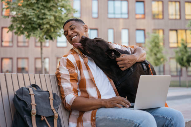 felice uomo afroamericano freelance che usa il computer portatile, lavora online, abbraccia con adorabile animale domestico. cane labrador che lecca il suo proprietario nel parco, messa a fuoco selettiva - dog education holding animal foto e immagini stock