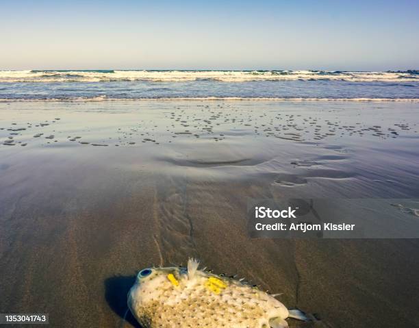 A Stranded Puffer Fish On The Beach In Australia Stock Photo - Download Image Now - Animal, Animal Body Part, Animal Eye
