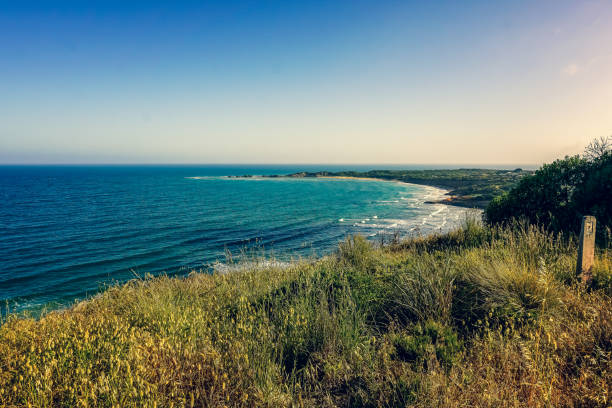 View over plants to the beach and ocean in Australia.