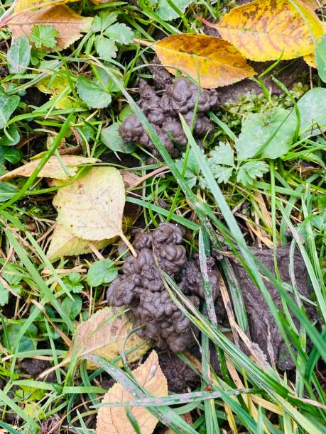 earthworm poop soil. worm castings contain a mix of bacteria, enzymes and plant matter. - worm poop imagens e fotografias de stock