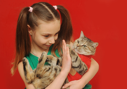 Little girl holding a cat in christmas sweater on red background.
