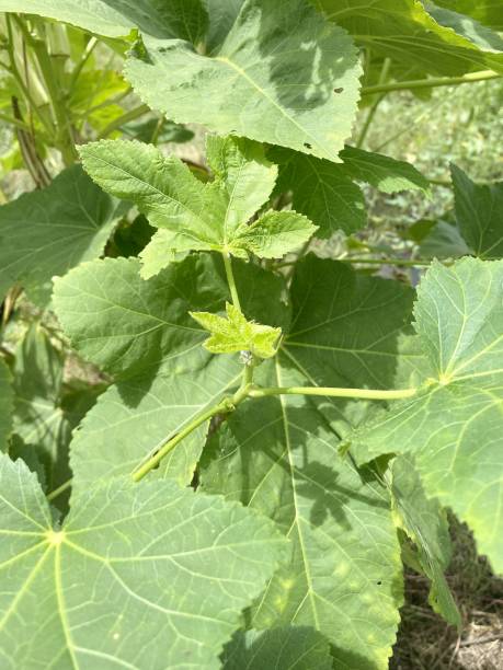 istock okra plant in nature garden 1353043641
