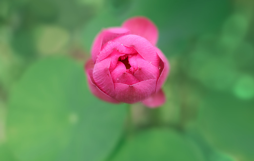 Pink Lotus flower in the pond, view from the above. Risen above the water surface to bloom in the morning.