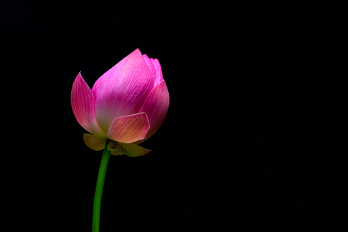 Lotus flower isolated against the black background. Beautiful Pink Lotus flower bud in blooming.