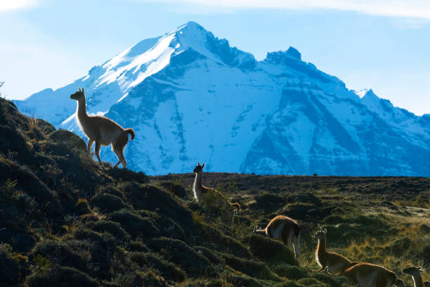 istock Guanaco, Patagonia Argentina 1353045166