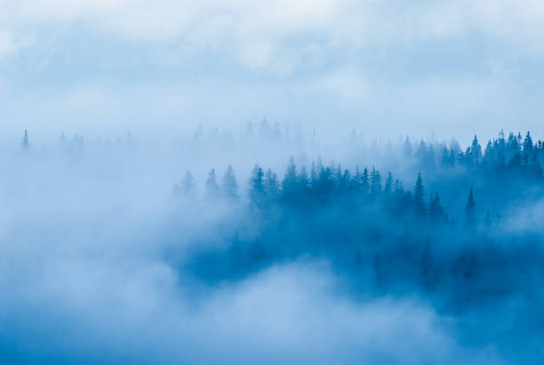 istock Winter forest in the mountains, Beskids, Poland 1353045313
