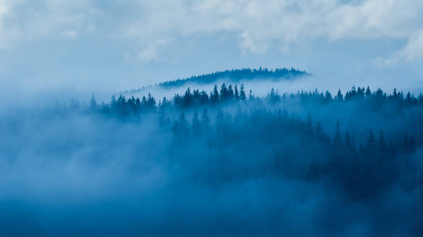 istock Misty forest in the mountains, Beskids, Poland 1353045360
