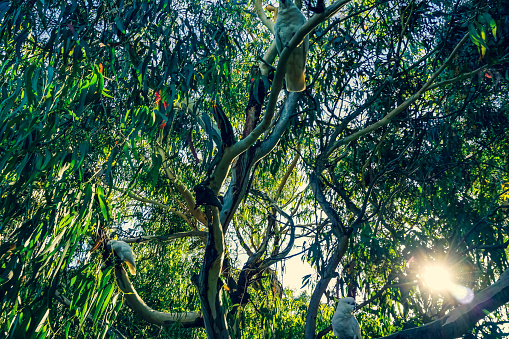 Sleepy Koala (Phascolarctos cinereus), native Australian icon, holding on to an inclined tree branch and another one seen blurred in the background.