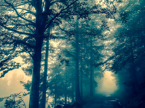 Path through the Black Forest in Germany with fog.