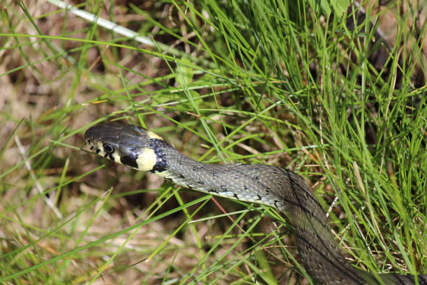 istock a single grass snake in the grass during daytime at a sunny day 1353048992