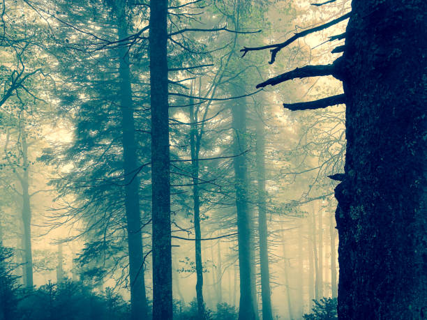 istock The Black Forest in Germany with fog. 1353049790