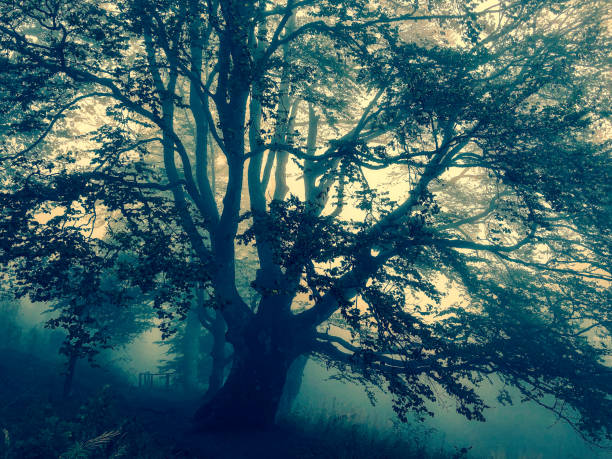 istock Trees in the Black Forest in Germany with fog. 1353049824