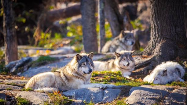 일몰에 쉬고 있는 북미 회색 늑대 팩 - canadian timber wolf 뉴스 사진 이미지