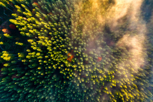 luftaufnahme eines dichten grünen kiefernwaldes mit vordächern von fichten in herbstlichen bergen. - forest tundra stock-fotos und bilder