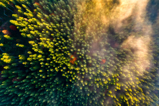 aerial view of dense green pine forest with canopies of spruce trees in autumn mountains. - forest tundra imagens e fotografias de stock