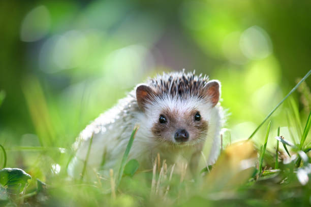 Small african hedgehog pet on green grass outdoors on summer day. Keeping domestic animals and caring for pets concept. Small african hedgehog pet on green grass outdoors on summer day. Keeping domestic animals and caring for pets concept. hedgehog stock pictures, royalty-free photos & images
