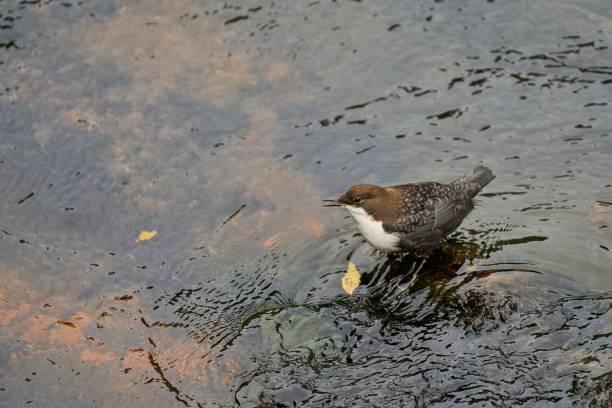 istock a dipper sits on a stone in the wild stream 1353051437