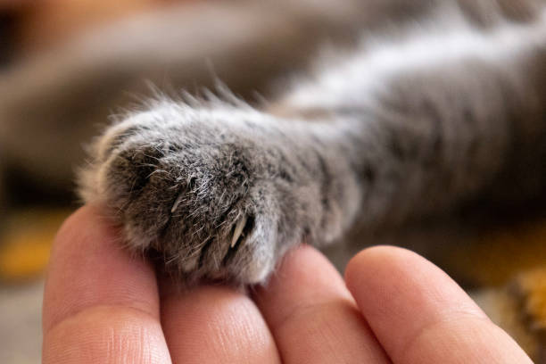 istock Gray cat's paw at the fingertips 1353051640